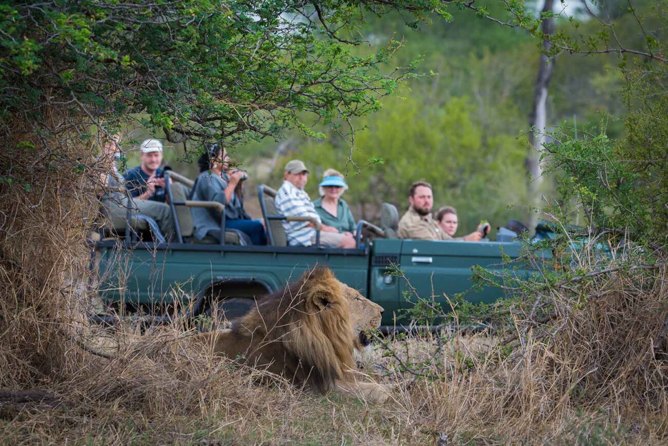 Group of people on safari looking at lion lying under acacia tree.