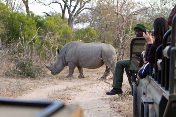 People photograph rhino from safari vehicle on Kruger game drive.