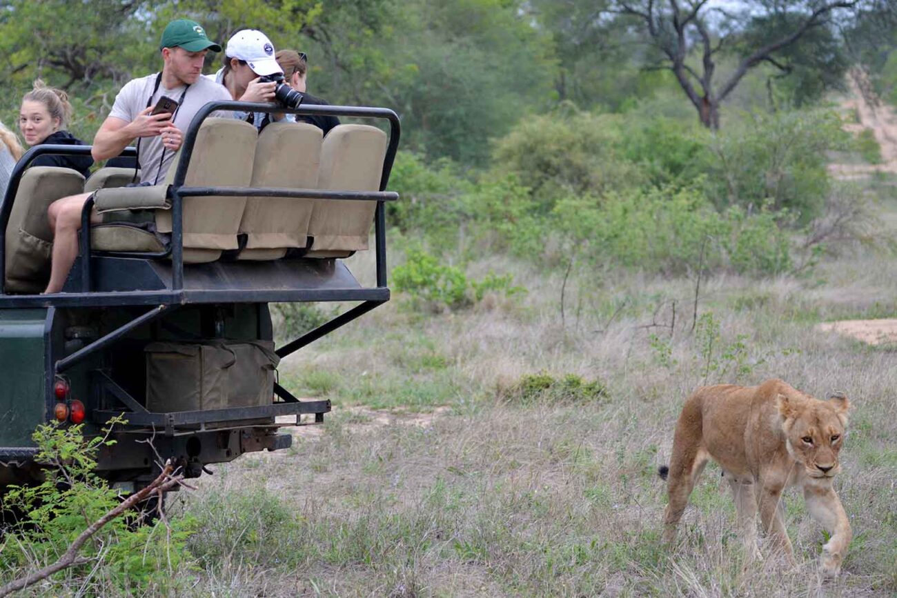 Young lioness walks past group of people on a safari vehicle.