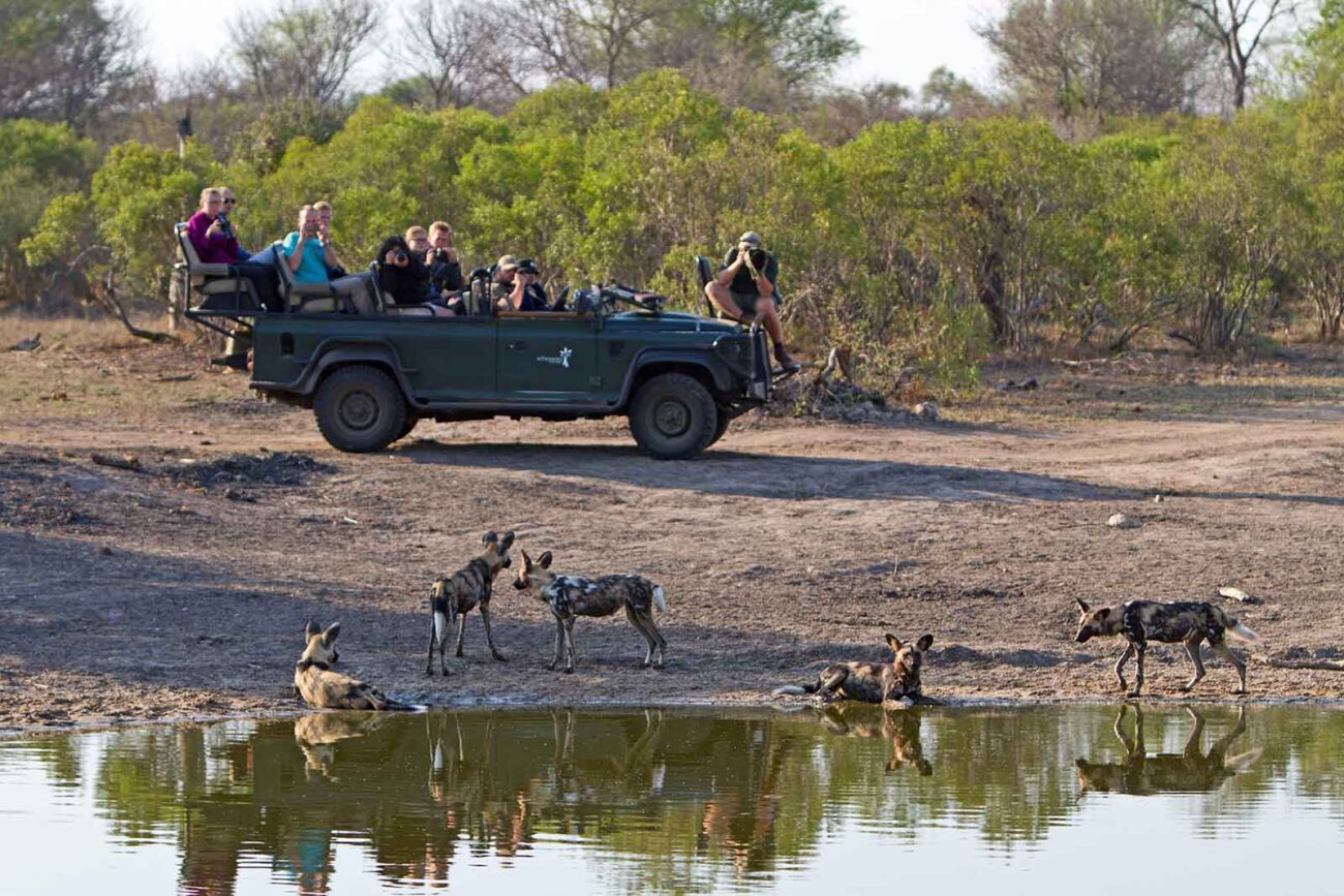 People watch group of wild dogs at waterhole from their safari vehicle.