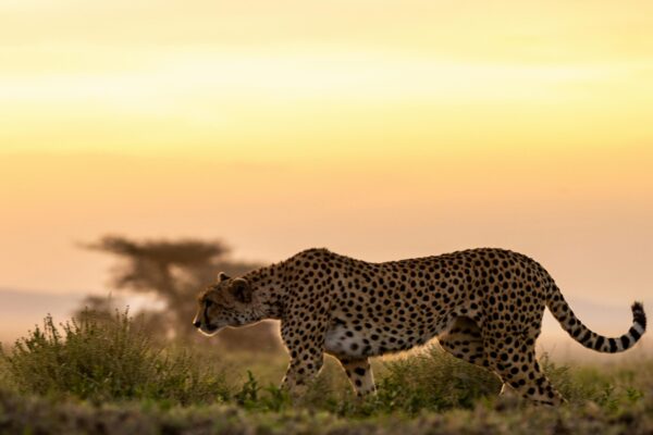 cheetah-walks-seregneti-plains