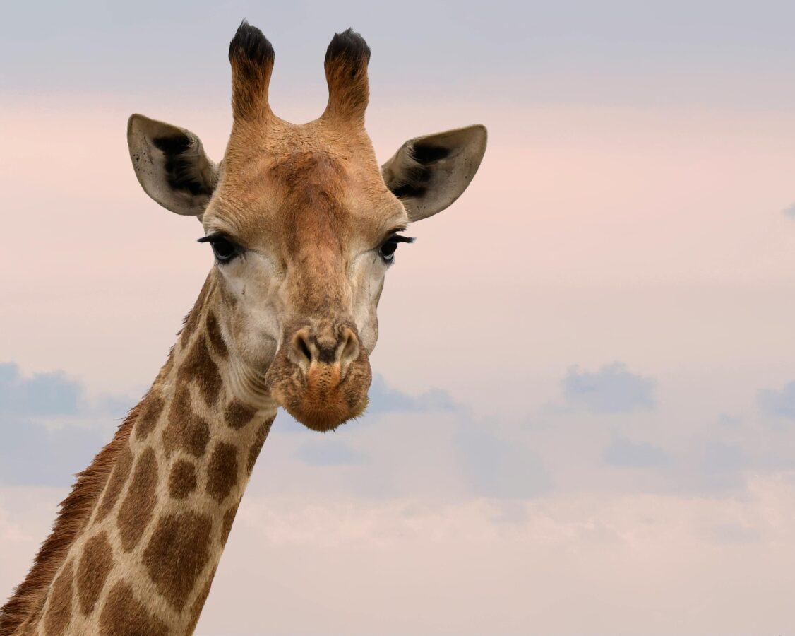 close-up-of-giraffe-head