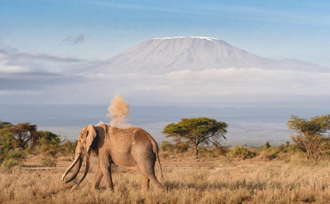 elephant-walks-past-ngorongoro-crater