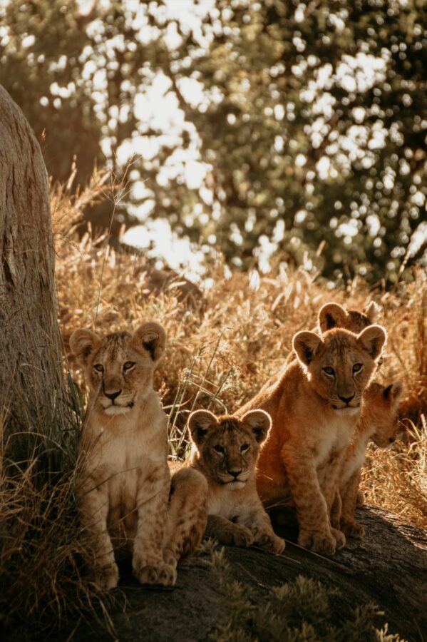 group-of-lion-cubs