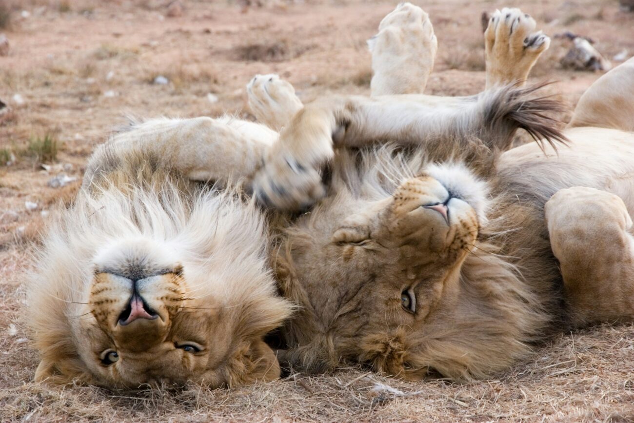 lazy-male-lions-rolling-on-ground