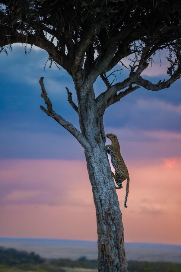 leopard-climbs-tree-at-dusk